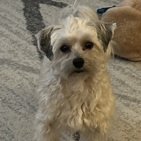 $20 🧁 Bundle across shows Wed & Fri / Layaways / 30-50% OFF closet while live 🛼 - Picture 5 of 9